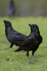 Carrion Crow
