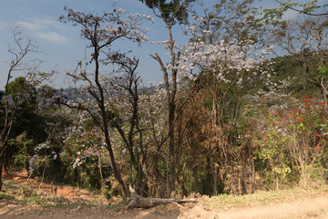 Obraz premium blooming white flower of orchid tree