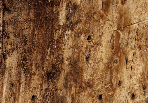 fragment of the tree is infected beetle bark beetle (Ips tipografus)