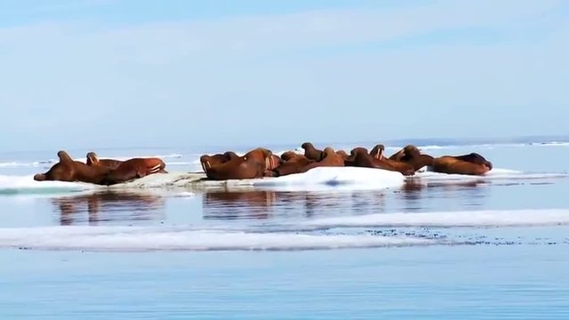 Walrus live in a natural ice habitat in the Arctic.