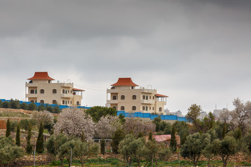 Fototapeta na wymiar Blossoming almond trees in front of houses on the outskirts of Hebron