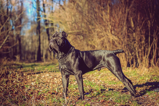 Beautiful black dog standing. portrait Cane Corso. outdoor. Autumn sunny day in the park
