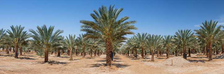 Panoramic view on plantation of date palms