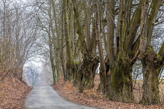 Baumallee in Brandenburg