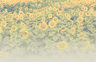 sunflower field in agriculture farm