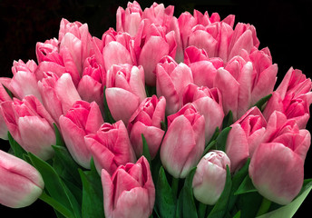 Obraz premium Spring bouquet of pink tulips