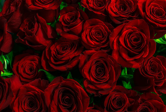 gorgeous red roses background.