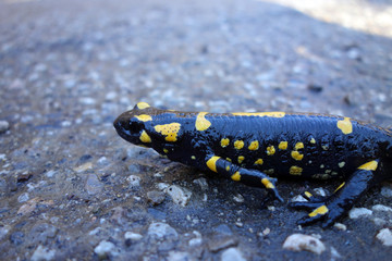 fire salamander