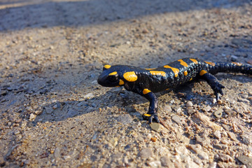 fire salamander