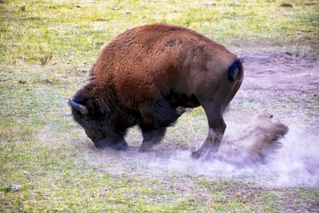 angry bison