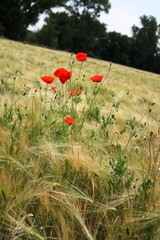 cornflower in barley field