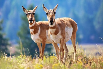 pronghorn antelope Yellowstone