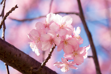 公園の河津桜