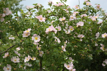 blossoms rosehips in nature 