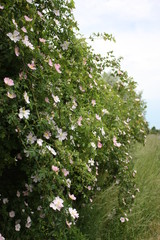 Hedge of dogrose growing in nature