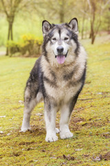 Alaskan Malamute in a park looking at camera. Vertical. Front view. No people
