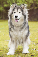 Front view of an old Alaskan Malamute in a park. Vertical