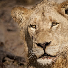 lion (Panthera leo) del Timbavati Nature Reserve in Sud Africa
