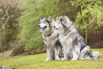 Couple of Alaskan Malamutes in a park