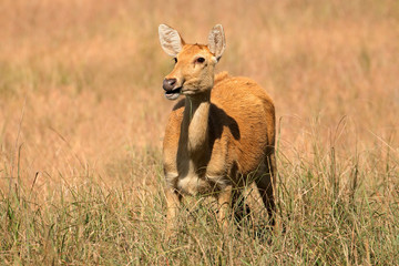 Female Barasingha or swamp deer (Rucervus duvaucelii), Kanha National Park, India.