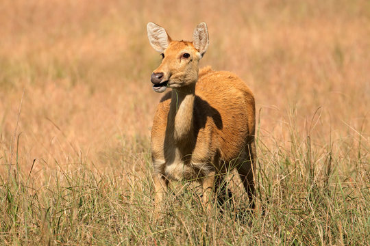 Female Barasingha or swamp deer (Rucervus duvaucelii), Kanha National Park, India.