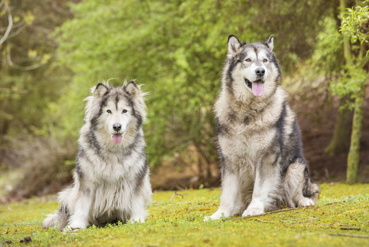 Couple of Alaskan Malamutes in a park