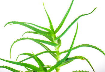 Aloe vera plant green on a white background