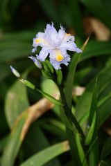 Gefranste Iris - Iris japonica