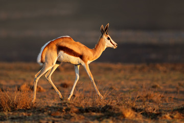 A springbok antelope (Antidorcas marsupialis) in late afternoon light, South Africa.