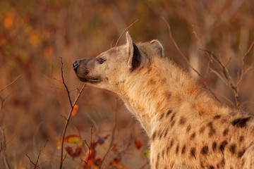 Portrait of a spotted hyena (Crocuta crocuta), Kruger National Park, South Africa.