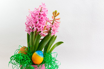 Hyacinth - Spring Flower for Easter