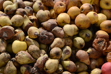 Organic pollution concept. Rotten apples