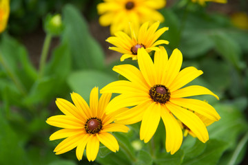 Summer bloom