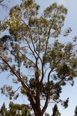 First Eucalyptus Tree in Addis Ababa, Ethiopia.