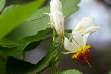 Kapländische Zimmerlinde (Sparrmannia africana)