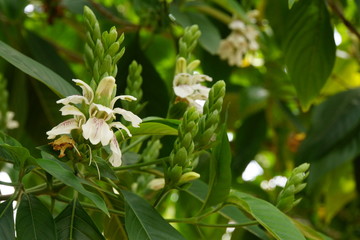 Indisches Lungenkraut (Justicia adhatoda)