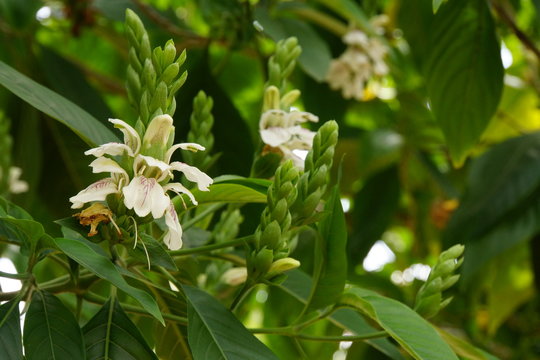 Indisches Lungenkraut (Justicia adhatoda)