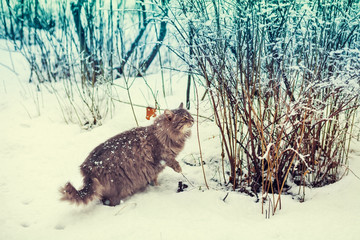 Siberian cat walking in the snowy forest