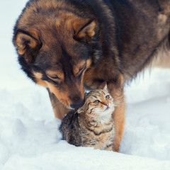 Cute scene. Dog taking care of the cat in the snow