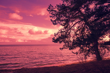 Pine tree near sea at purple sunset