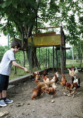 Bambino nel pollaio