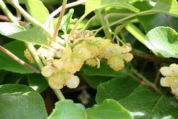 Kiwi flowers in Spring