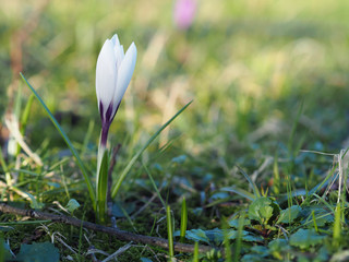 Weißer Krokus auf Gras im Schatten mit Sonne