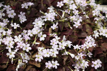Red leaved leafed clover with white flowers