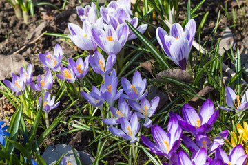 crocuses blooming in the botanical garden