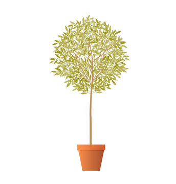 Olive tree in pot isolated on white background. Vector illustration
