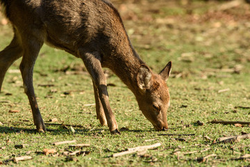 奈良公園の鹿