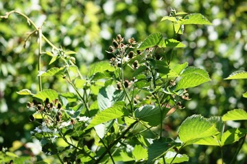 blackberries in spring