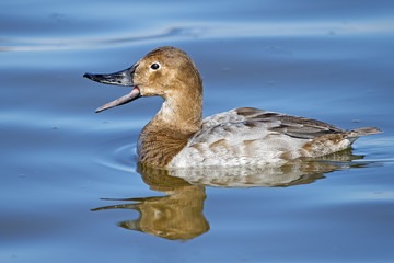 Female Canvasback Duck