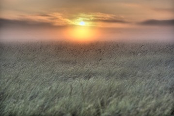 Neblige Wiese im Sonnenaufgang